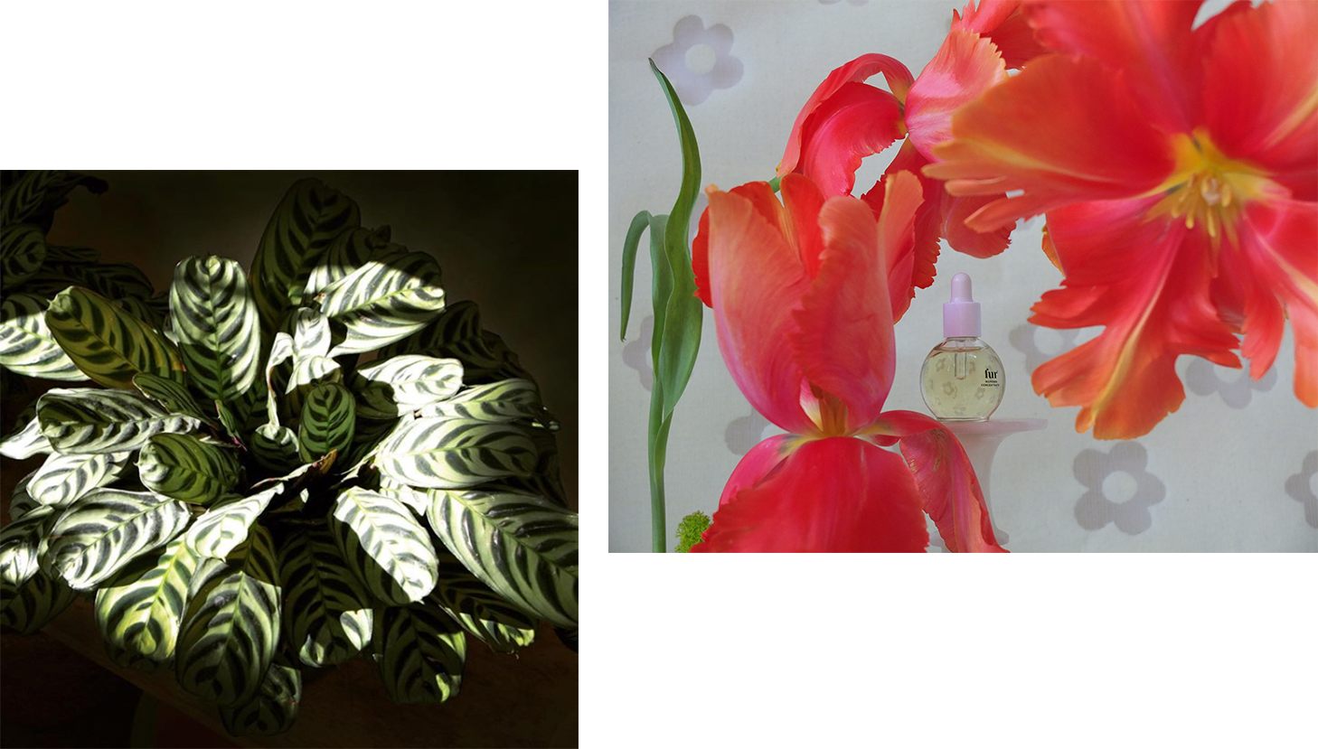 Floral arrangement by Jamie McCuaig, accompanied by a photo of a Calathea.