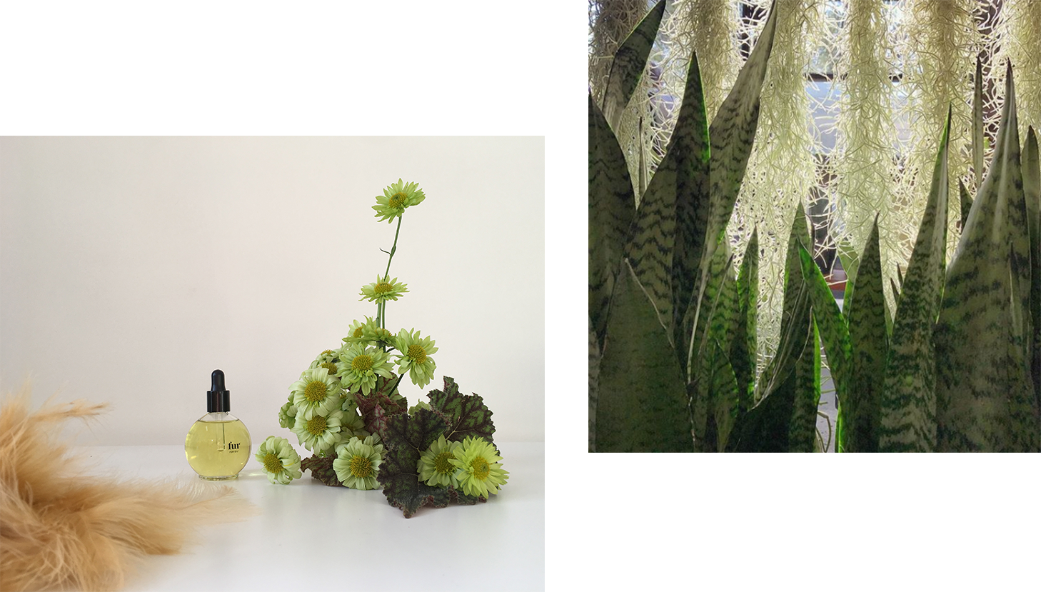 Floral arrangement by Jamie McCuaig accompanied by a photo of a snake plant.