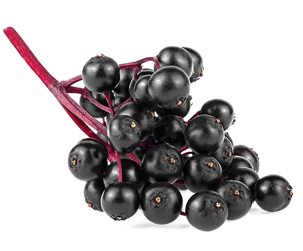 ELDERBERRY