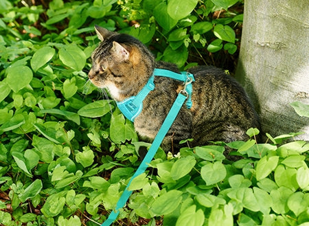 adventure kitty harness