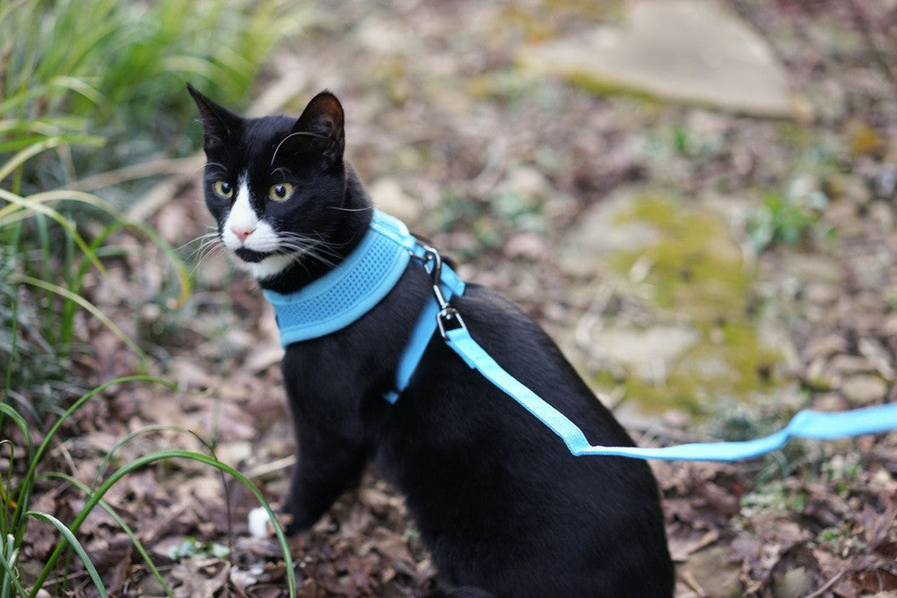 adventure kitty harness