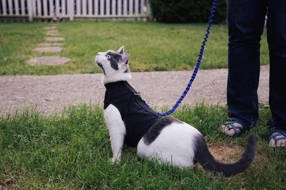 Kitty Holster® Cat Harness – Adventure Cats
