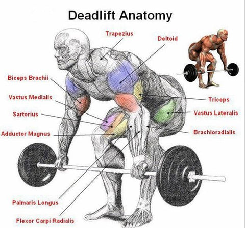 Deadlift Anatomy