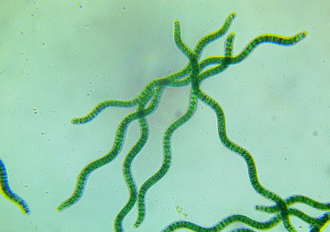 Spirulina Algae Living