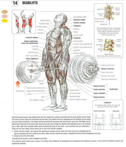 What Muscles Do Deadlifts Work