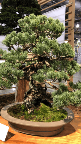 Japanese Black Pine 