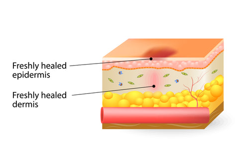 Diagram of the maturation phase