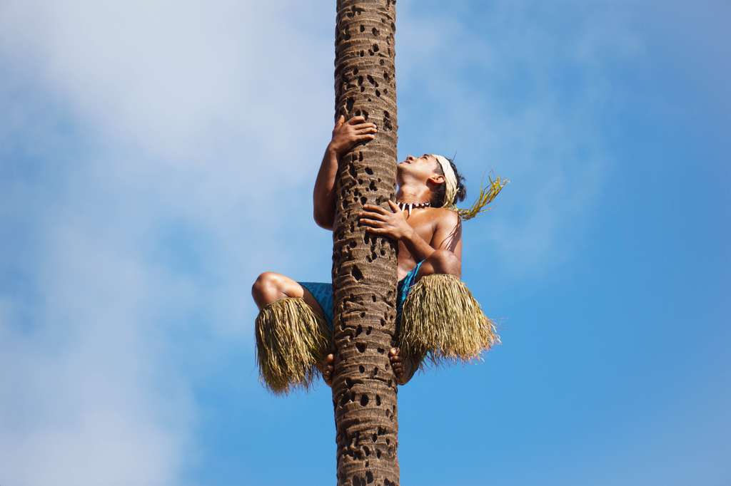 Polynesian climbing coconut tree