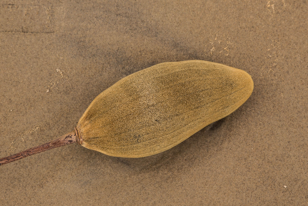 Fruto del baobab