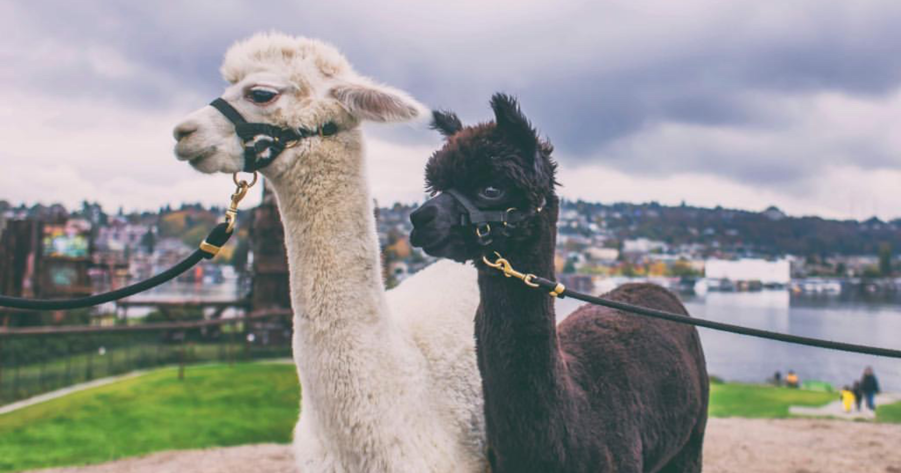 Chaska (left) and Luna (right) alpacas for PAKA apparel