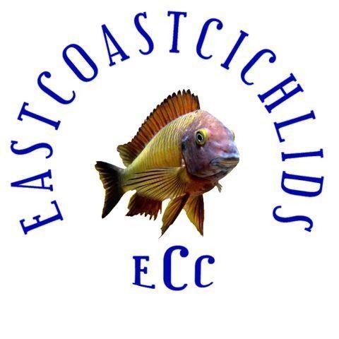 East Coast Cichlids