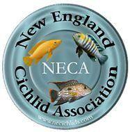 New England Cichlid Association