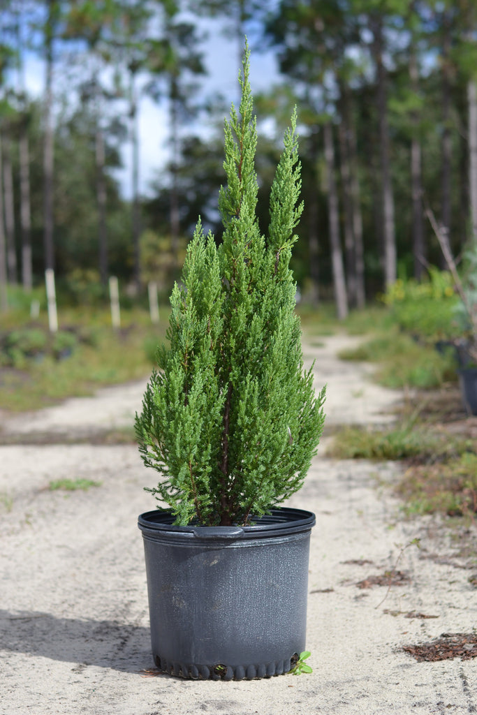 blue point juniper tree