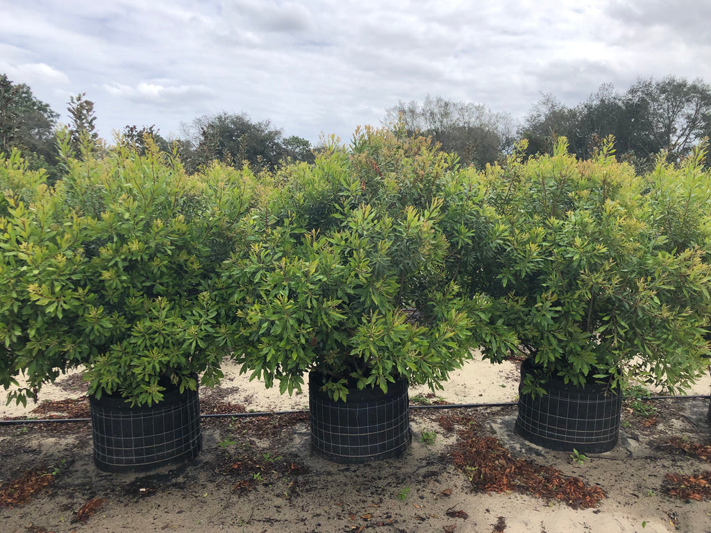 30 gallon wax myrtle