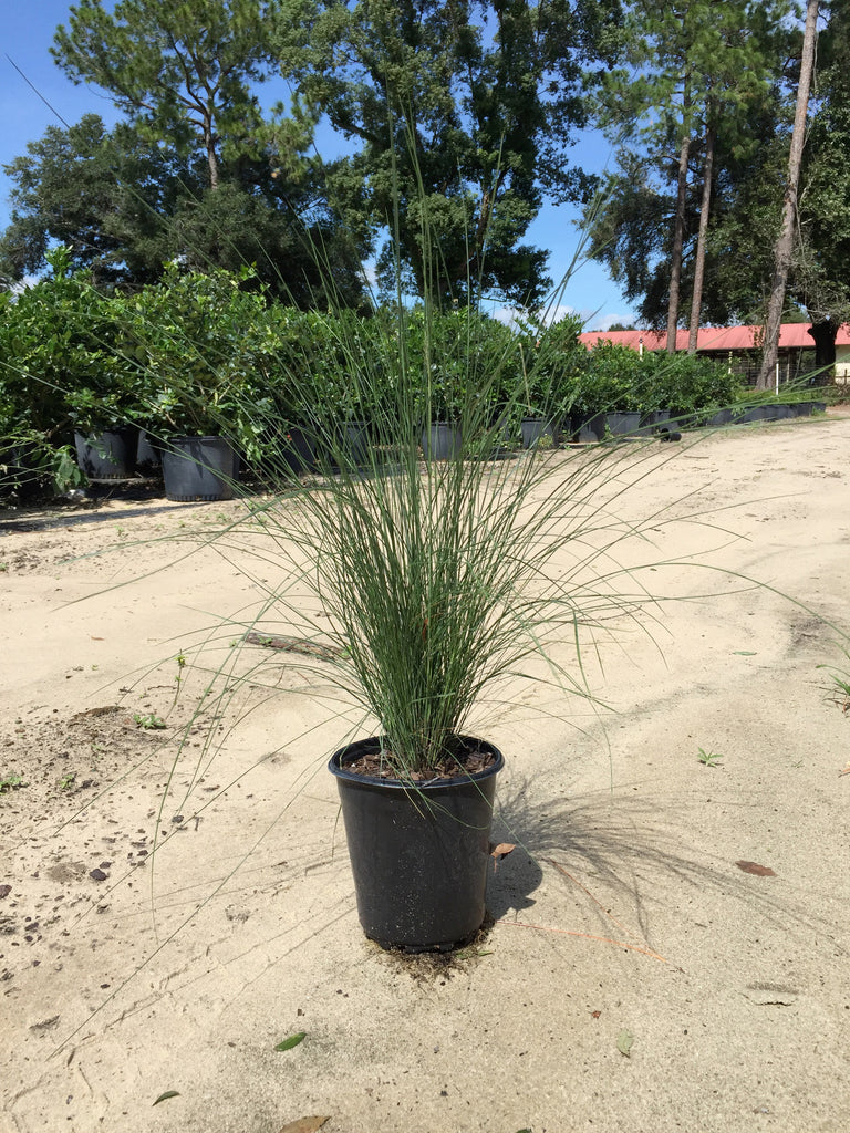 Muhly Grass – Three Volcanoes Farm