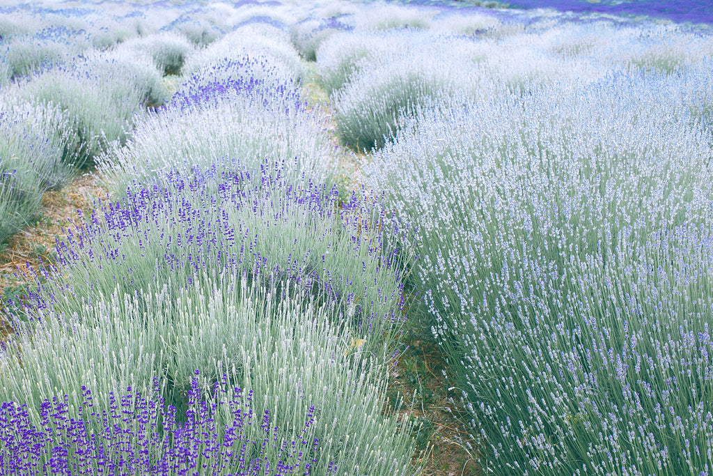 Lavender farm 