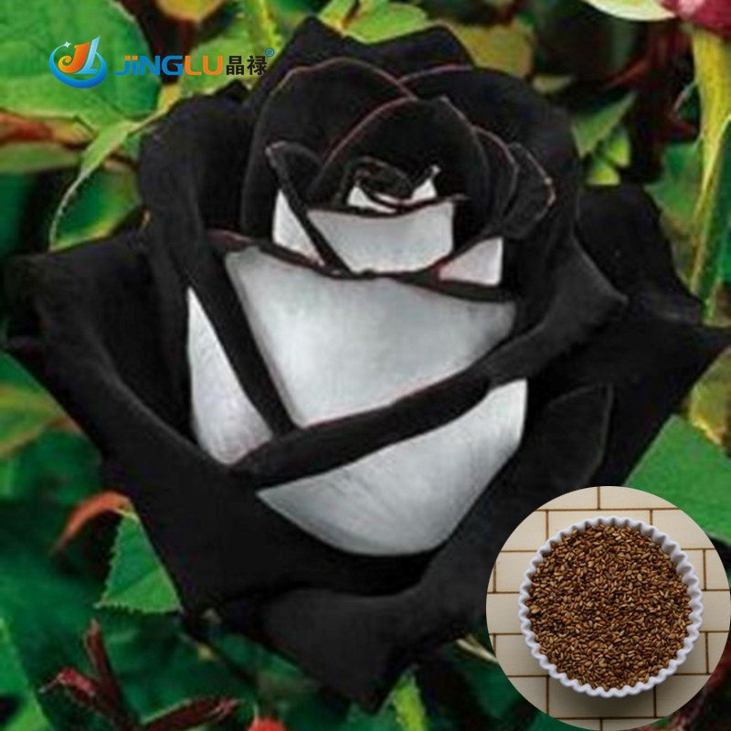 Black tipped white rose seeds- Approx 5