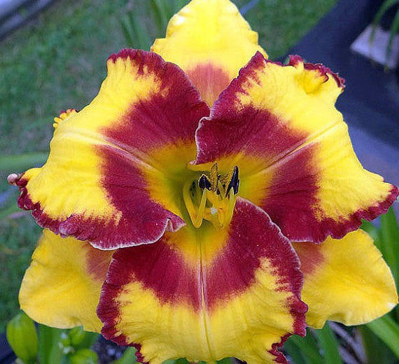 Yellow And Red Daylily Seeds Angela S Heavenly Garden