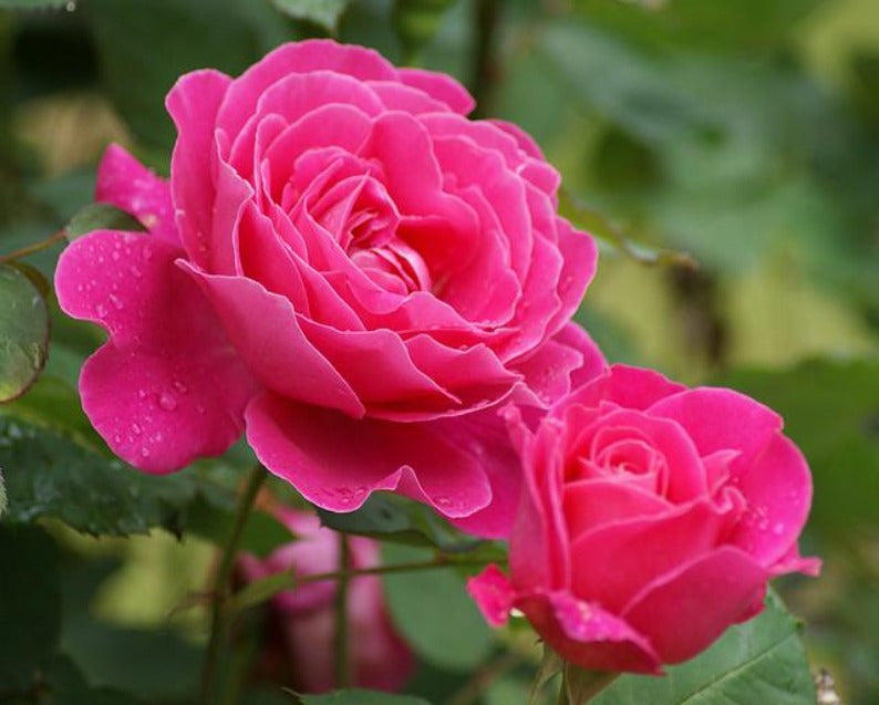 10 hot pink rose seeds – Angela's Heavenly Garden