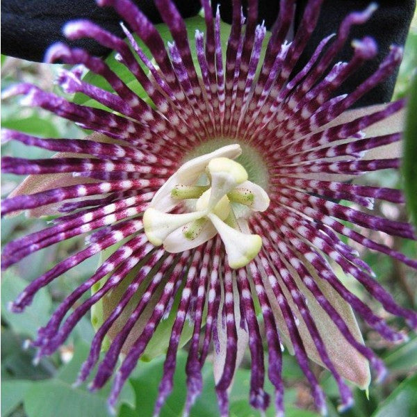 Passiflora Laurifolia Passion Flower W Edible Fruit 5 Seeds Angela S Heavenly Garden