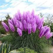 Outsidepride Pampas Grass Seeds - Pink - 2000 Seeds