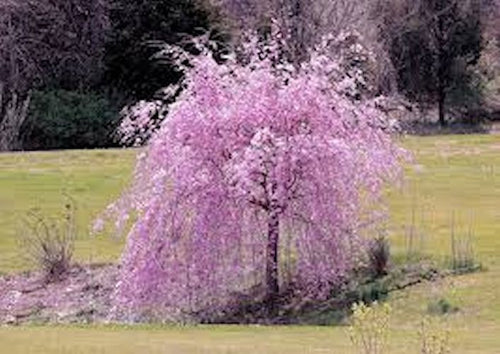 Japanese Sakura Seeds Cherry Blossoms Pink Flowers Seeds Indoor plant –  Lovely Seeds