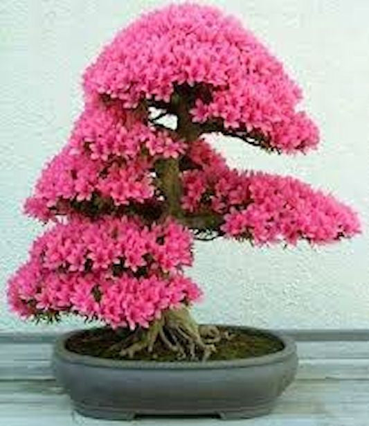 Pink Wisteria Bonsai Seeds-5 – Angela's Heavenly Garden