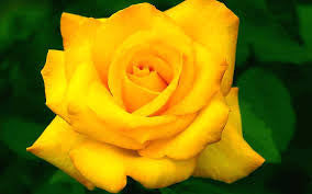 10 Yellow Rose Of Texas Seeds Angela S Heavenly Garden