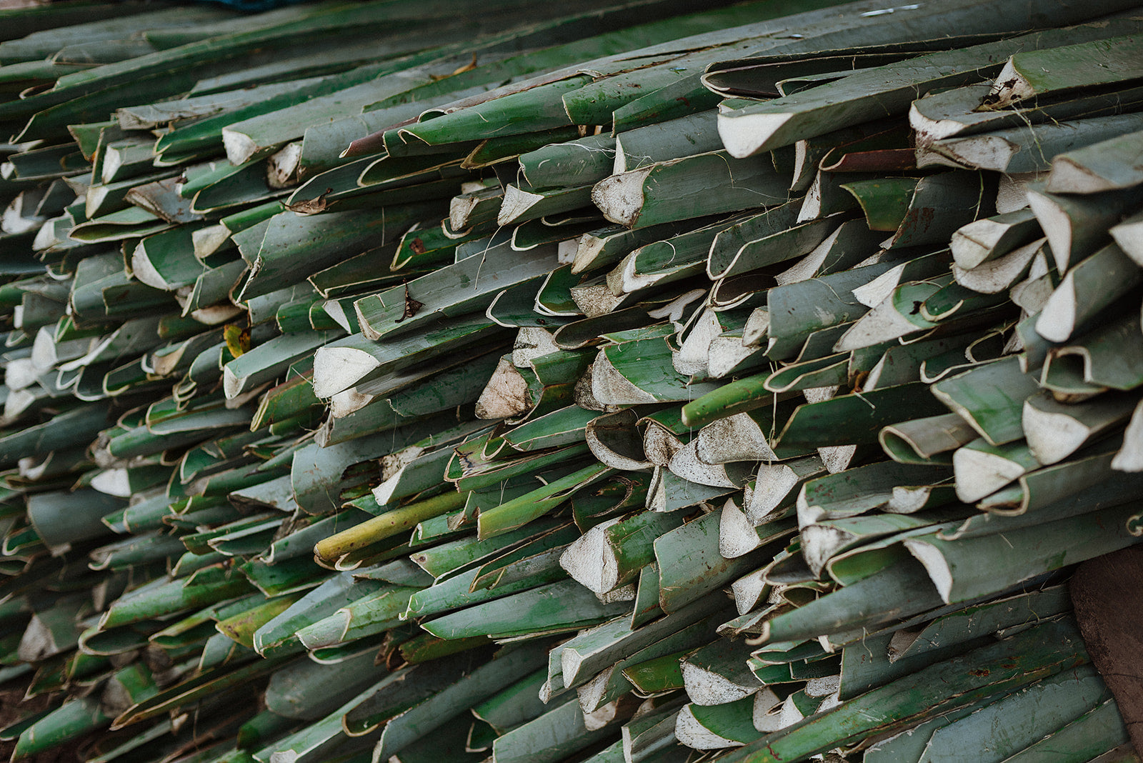 twenty one tonnes cortina maguey natural material harvest