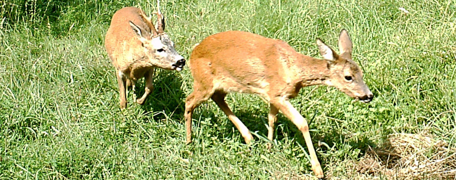 Les bases de la chasse aux feuilles - 1