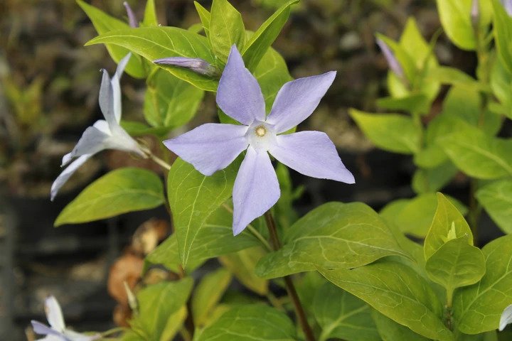 BUY Vinca difformis - In detail - UK Nursery, Mail Order Plants Online