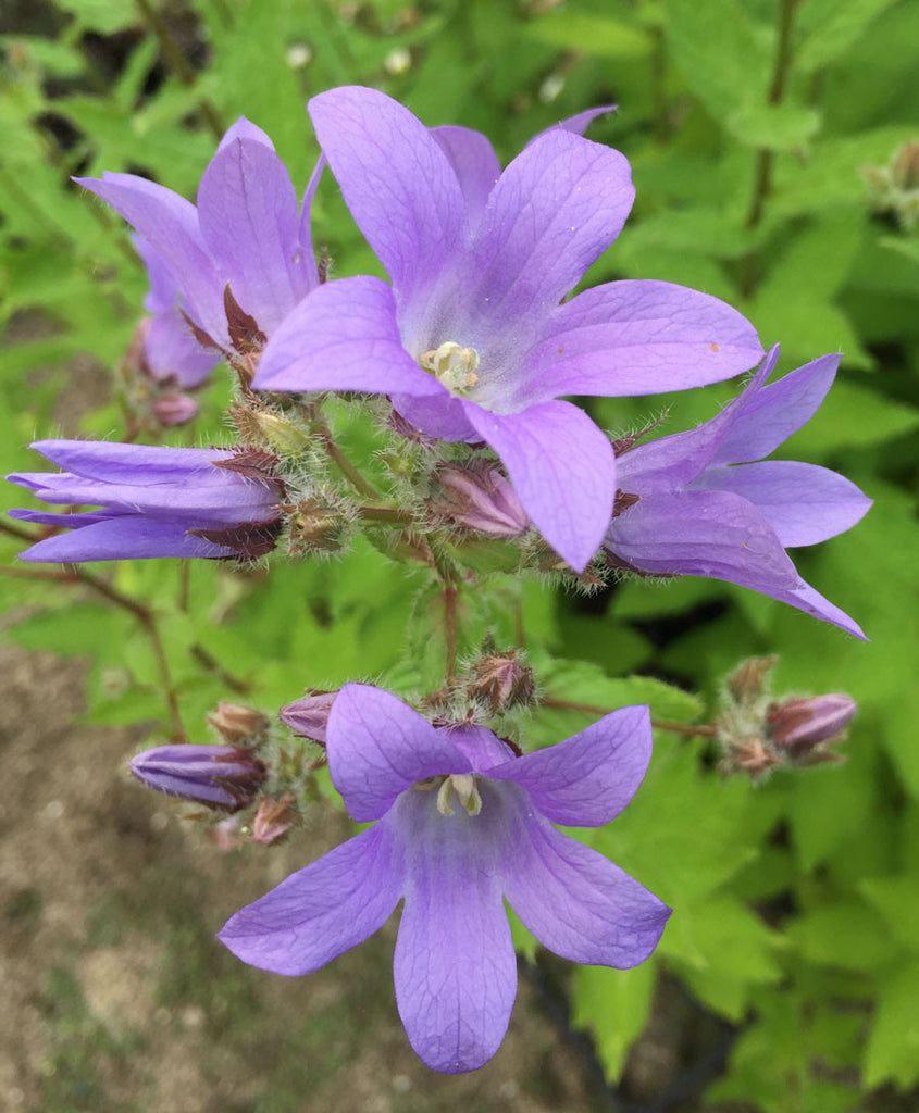 Campanula Lactiflora 'Prichard's Variety