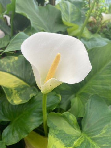 BUY Zantedeschia 'Pershore Fantasia' (Arum Lily) 2 Litre Pot UK Nursery  Mail Order Plants Online – Champion Plants