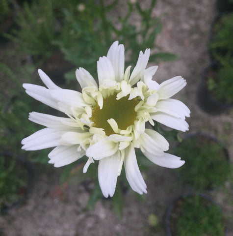 Leucanthemum Wirral Supreme - AGM – Champion Plants