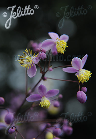 Thalictrum Rochebrunianum Var Grandisepalum Champion Plants