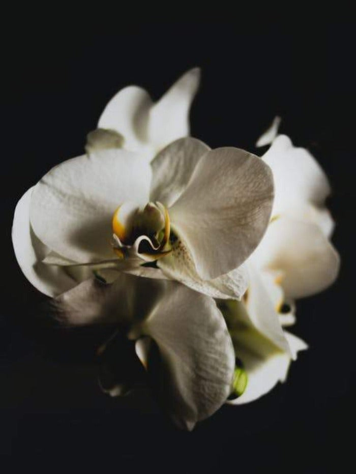 Black Orchid (Tom Ford Type) - Premium Fragrance Oil – NorthWood  Distributing