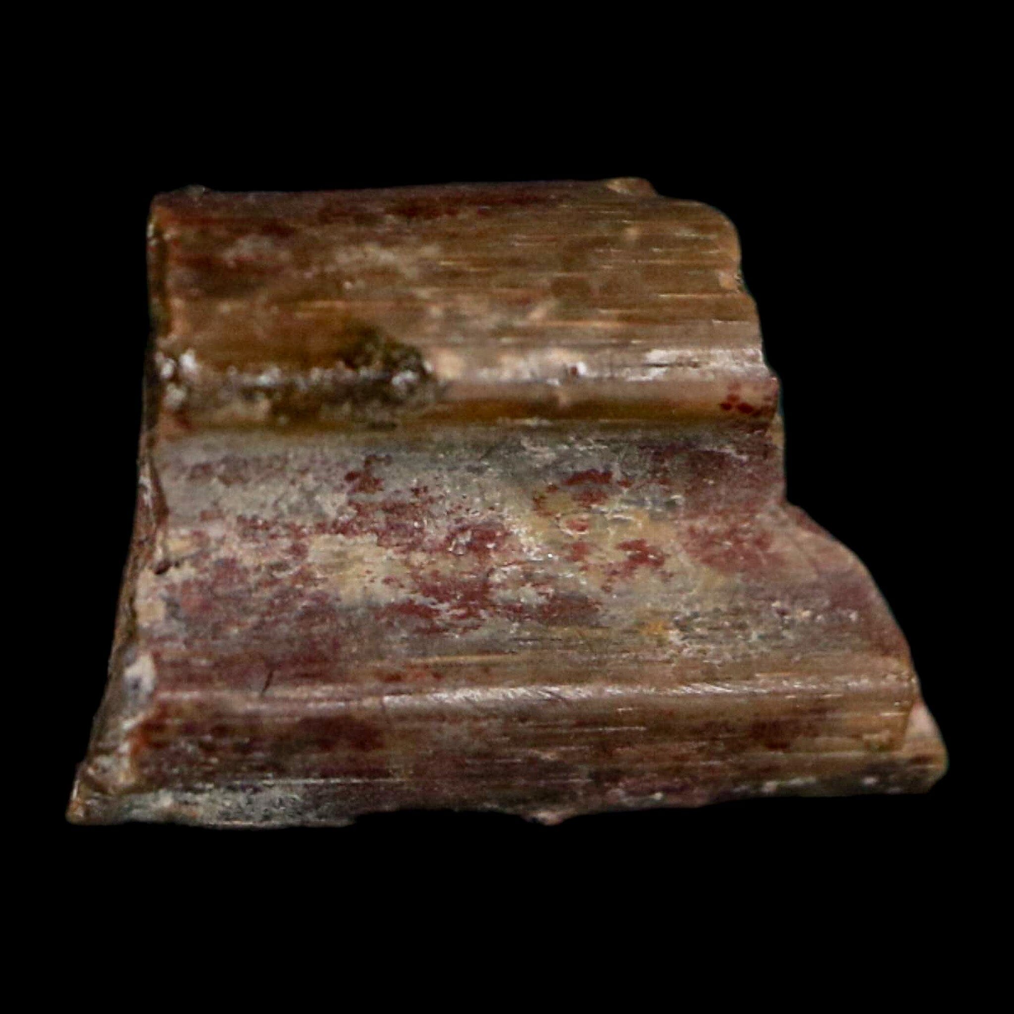 0.4" Dimetrodon Sail Spine Bone Fossil Permian Age Waurika Oklahoma COA, Display
