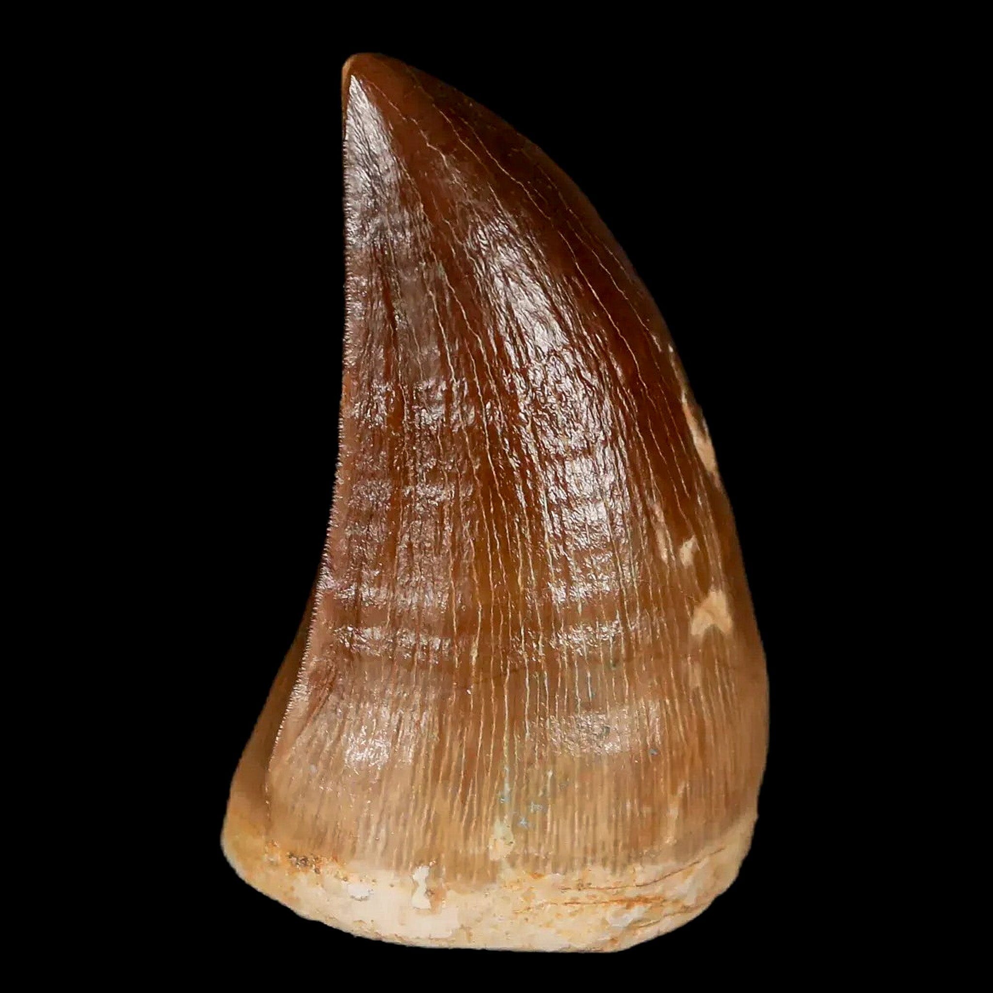 1.7" Mosasaur Prognathodon Fossil Tooth Cretaceous Dinosaur Era COA & Stand