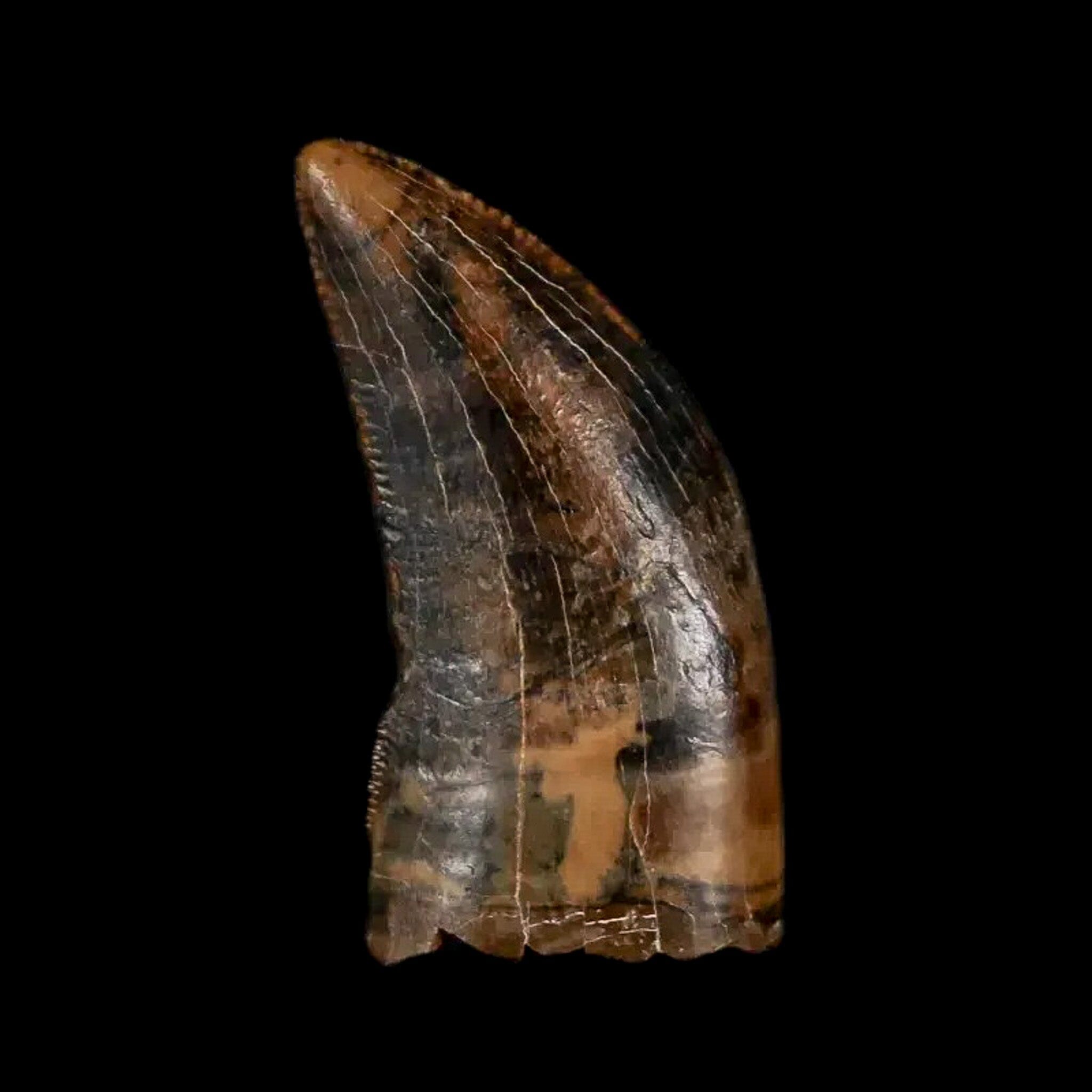 0.7" Tyrannosaur Serrated Fossil Tooth Cretaceous Dinosaur Judith River FM MT COA