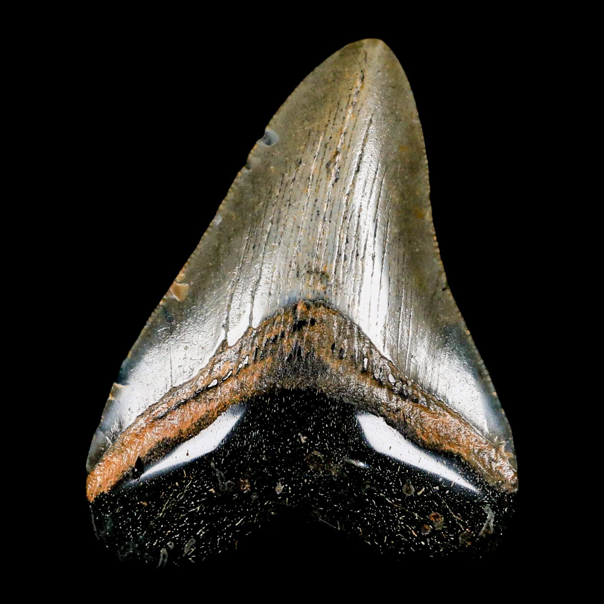 3.1" Quality Megalodon Shark Tooth Serrated Fossil Natural Miocene Age COA
