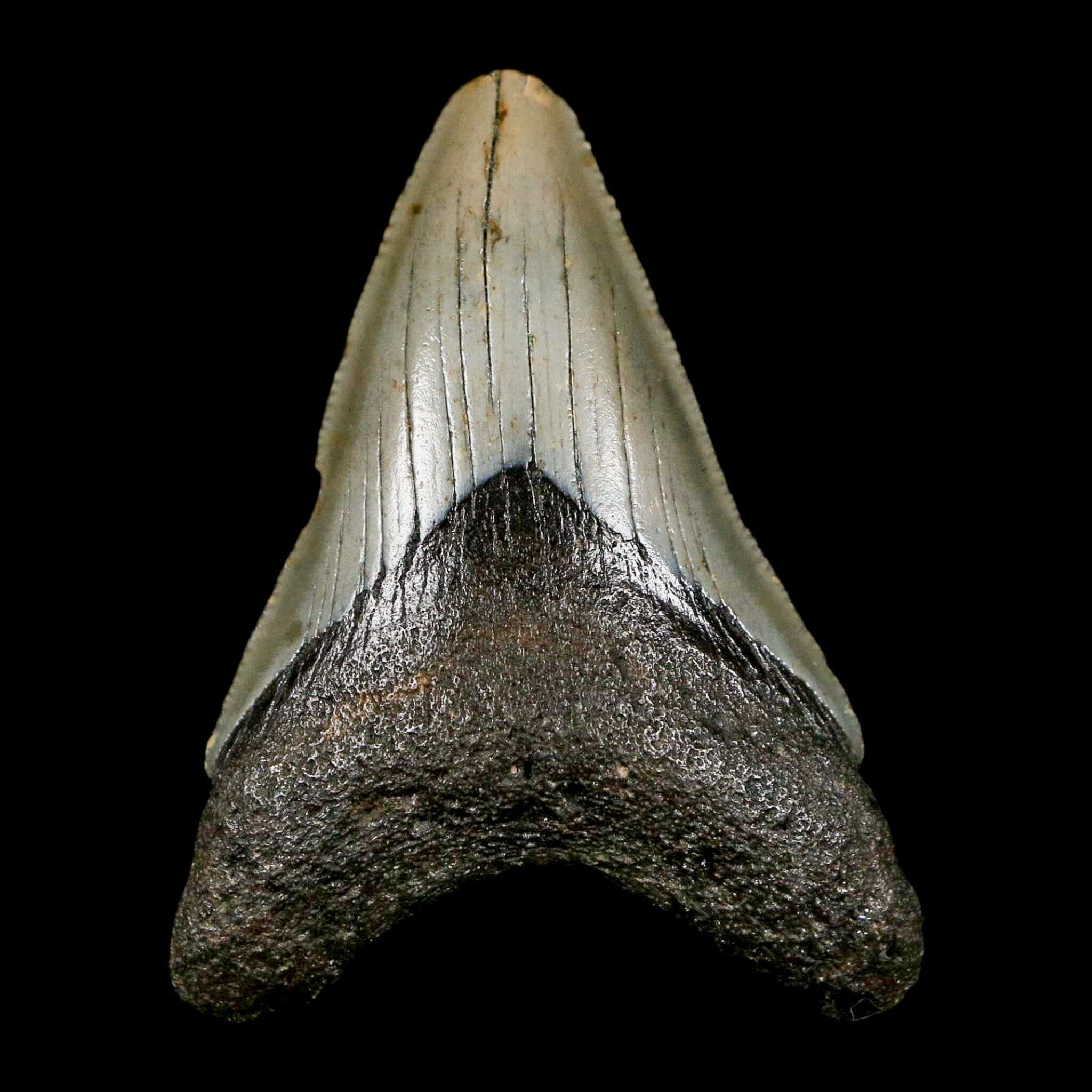 2.4" Quality Megalodon Shark Tooth Serrated Fossil Natural Miocene Age COA