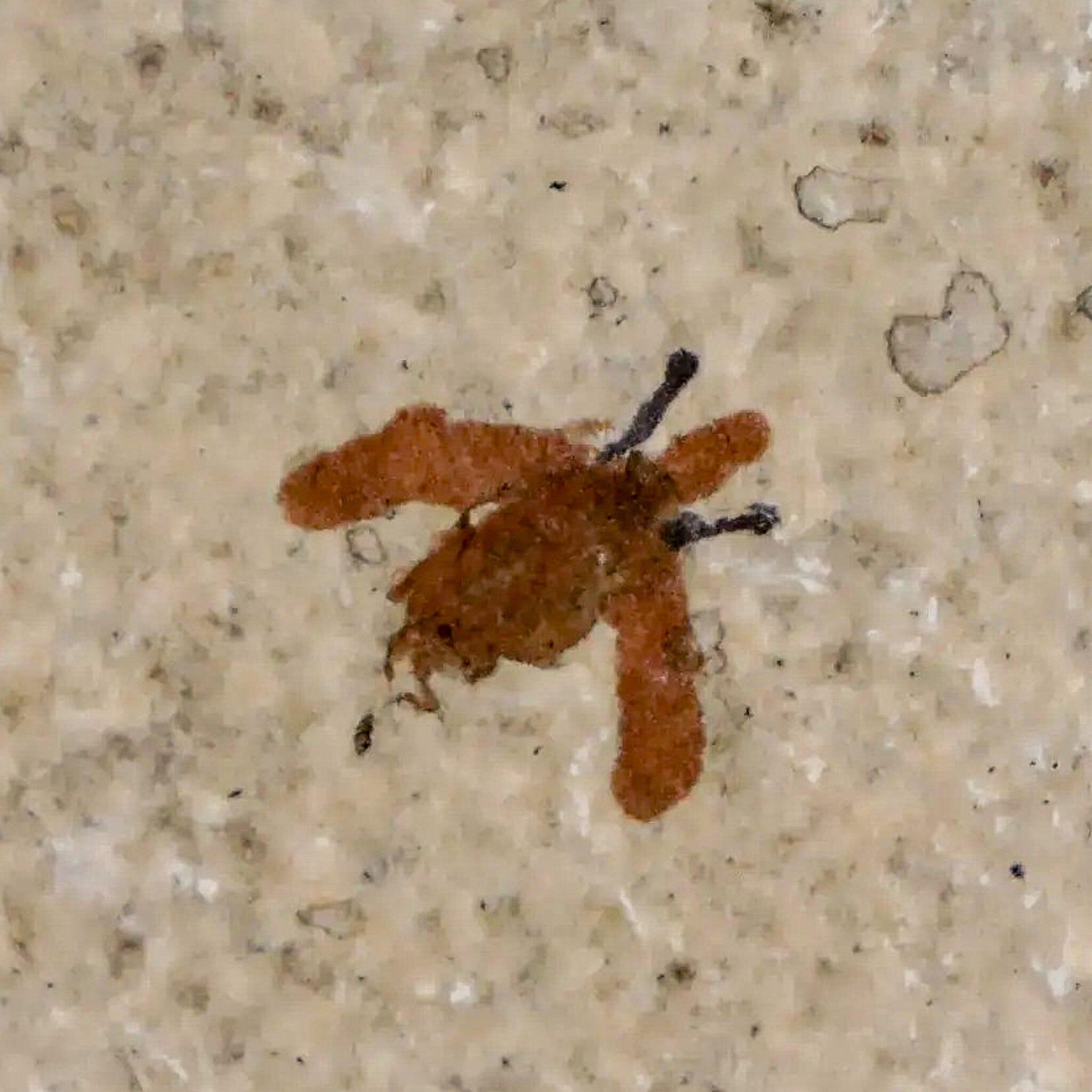 0.4 Detailed Fossil March Fly Insect Green River FM Uintah County UT Eocene Age