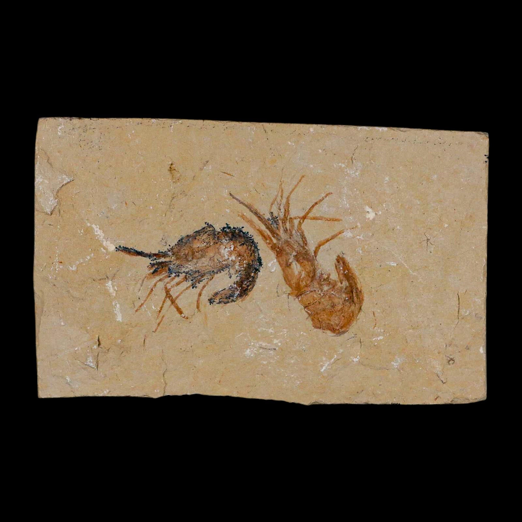 2 Two Fossil Shrimp Carpopenaeus Cretaceous Age 100 Mil Yrs Old Lebanon COA