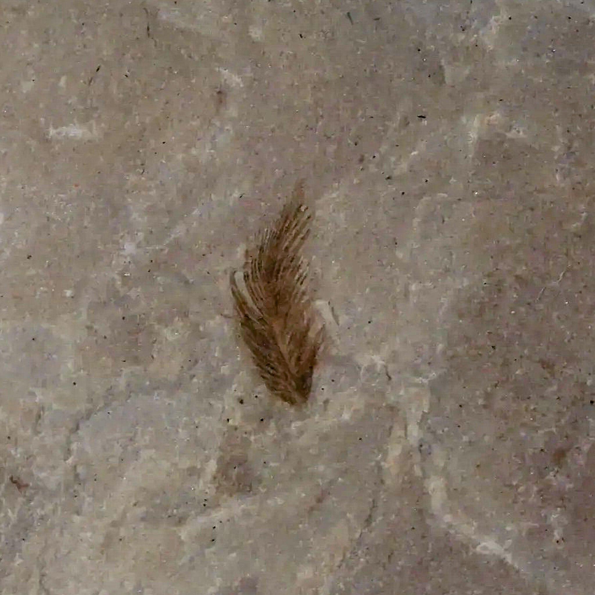 0.4 Rare Detailed Fossil Bird Feather Green River FM Uintah County UT Eocene Age