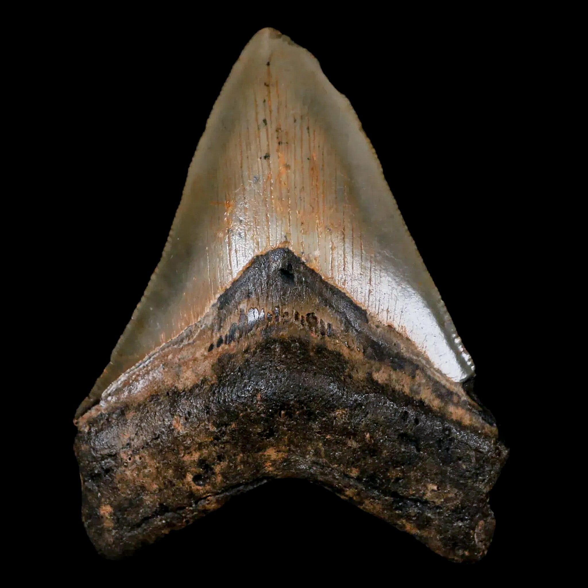 3.4" Quality Megalodon Shark Tooth Serrated Fossil Natural Miocene Age COA