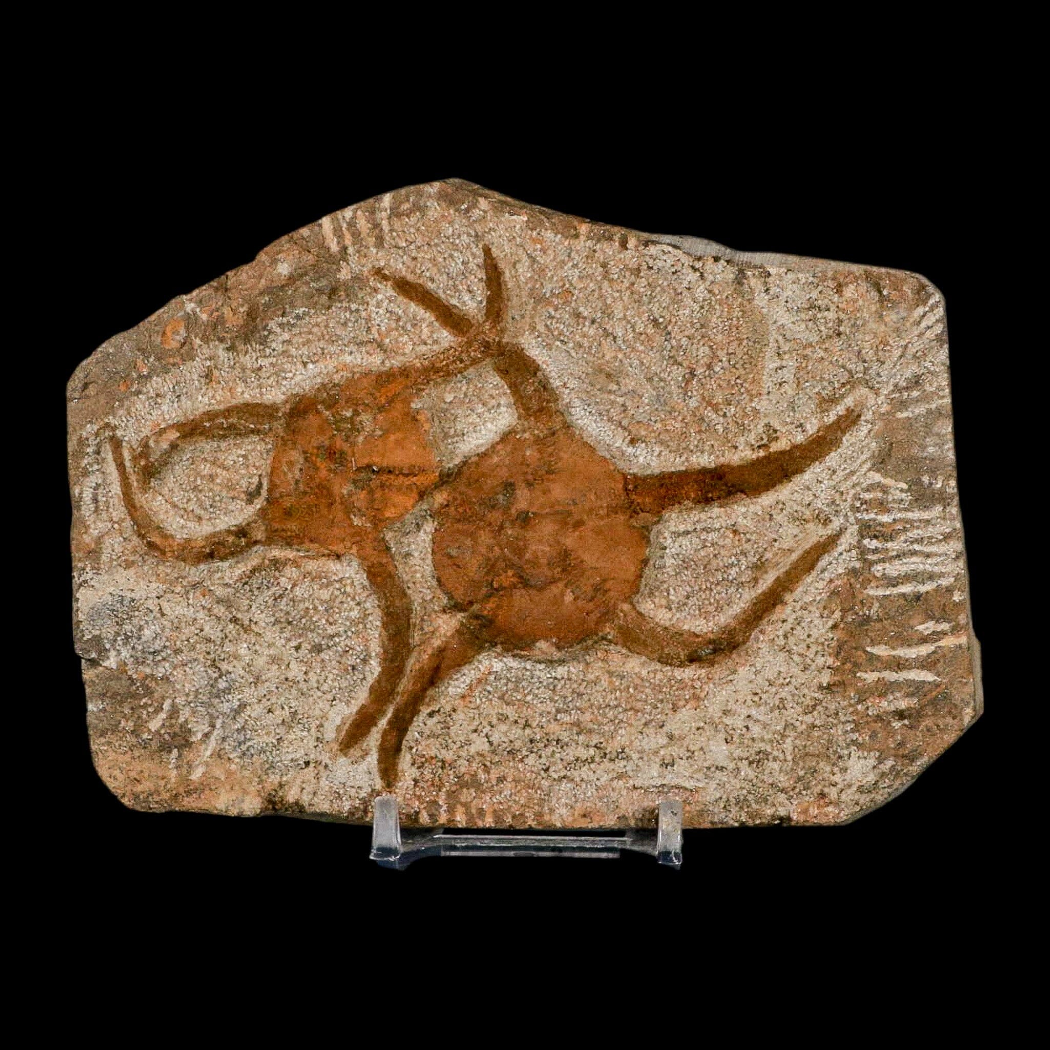 2 Two Brittlestar Ophiura Sp Starfish Fossil Ordovician Age Morocco COA & Stand