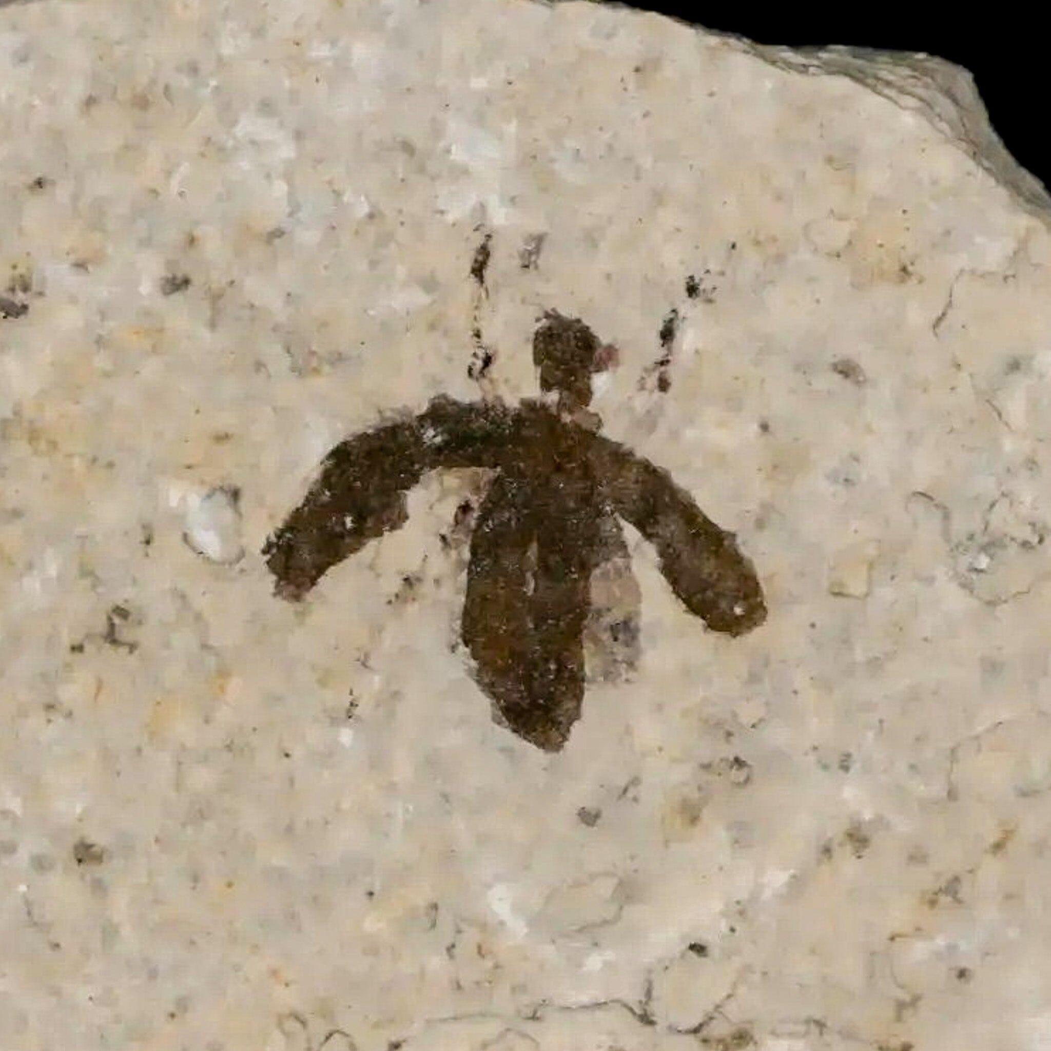 0.4" Detailed Fossil March Fly Insect Green River FM Uintah County UT Eocene Age