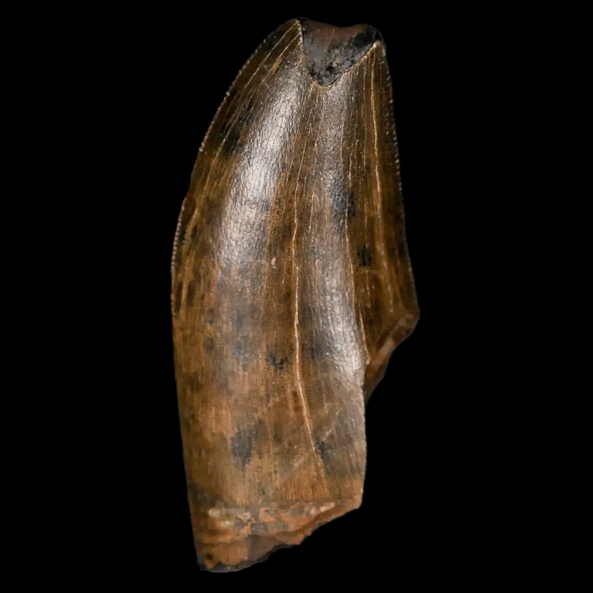 1.5" Tyrannosaur Serrated Fossil Tooth Cretaceous Dinosaur Judith River FM MT COA