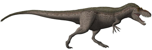 What Are Daspletosaurus?
