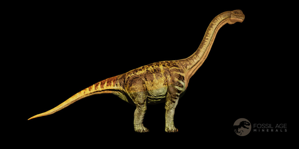 Camarasaurus